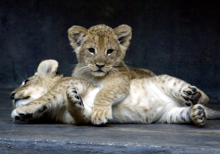 Two eight-week-old African lion cubs play together after being put on public display for the first time at Sydney's Taronga Zoo October 29, 2003.