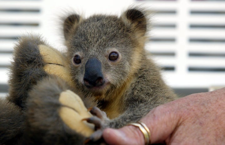 Koori, a tiny baby koala bear hangs on to a stuffed wombat toy at Taronga Park Zoo in 2004.