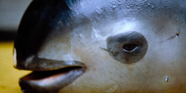 A dead vaquita, photographed in San Felipe, California in 1992. 