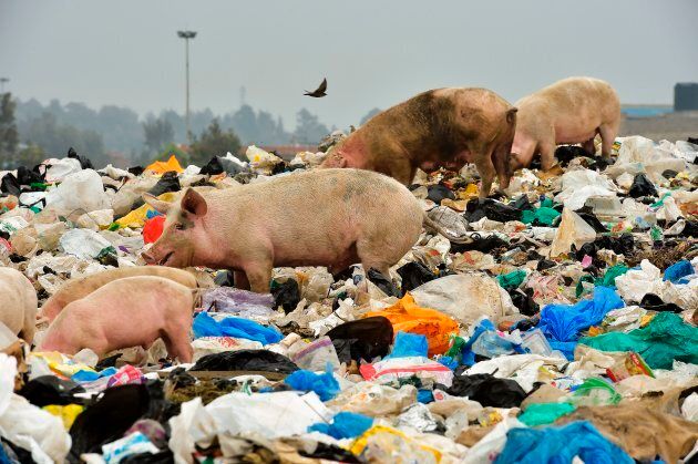 Plastic bags harm both the environment and the animals that live within it.