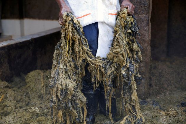 An employee removes plastic bags found in cows' stomachs at a slaughterhouse in Kenya.