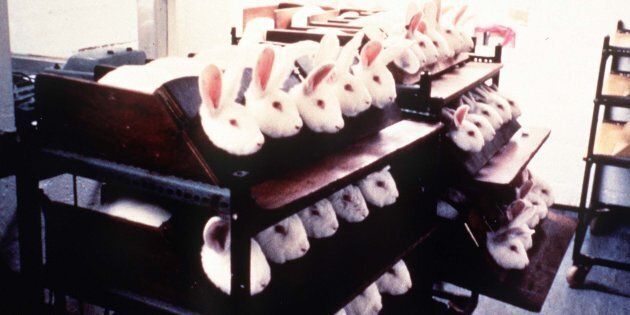 Rabbits held in stocks during eye irritancy tests for cosmetics.