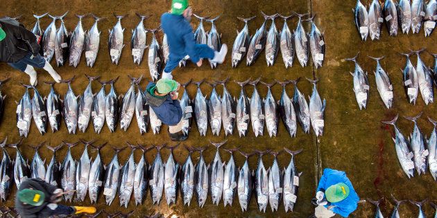 KATSUURA TUNA MARKET, KATSUURA, WAKAYAMA, JAPAN - 2013/03/21: Buyers inspecting tuna at the tuna market in Katsuura on the Kii Peninsula, the premium tuna auction in Japan. (Photo by Leisa Tyler/LightRocket via Getty Images)
