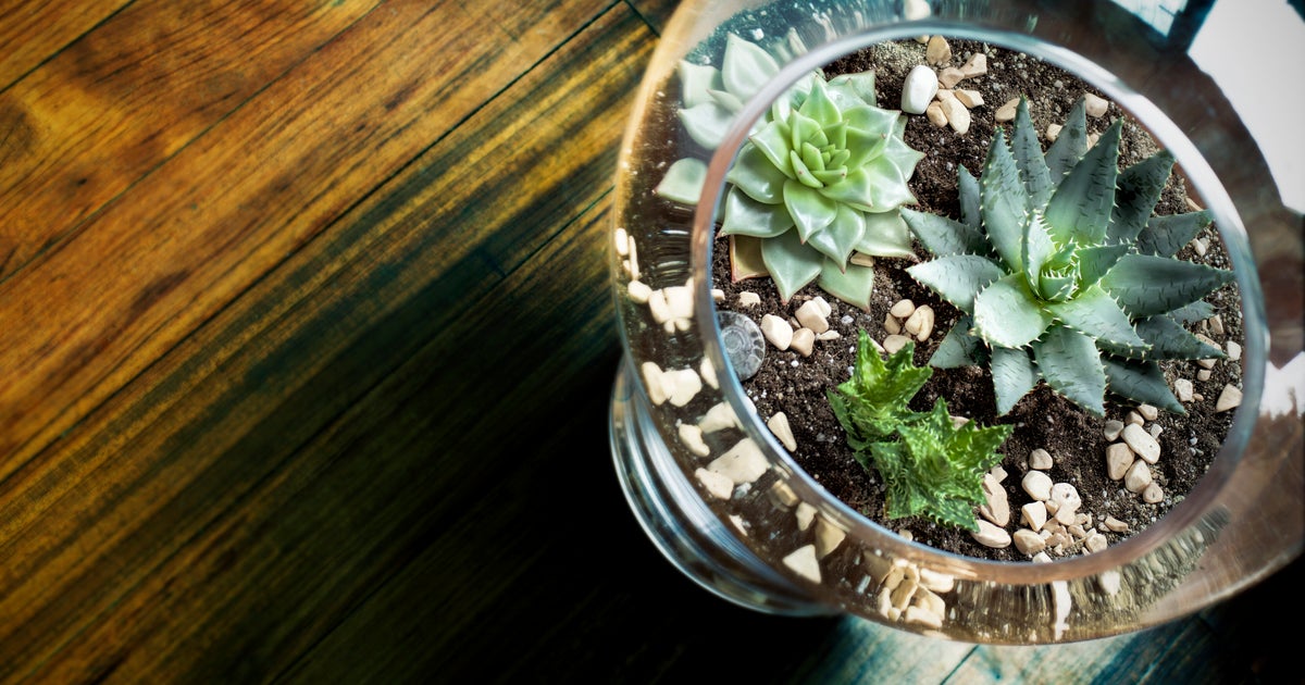 How To Make Your Own Terrarium (And Keep It Alive) HuffPost Style
