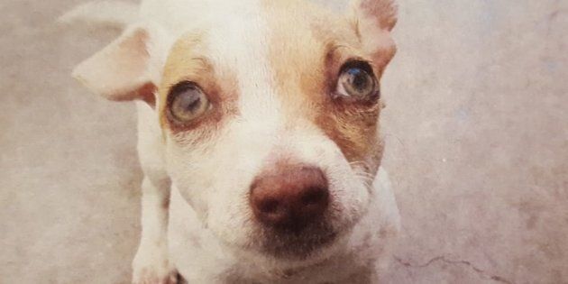 Bubba, a mixed terrier, was found with meth and heroin in his system.