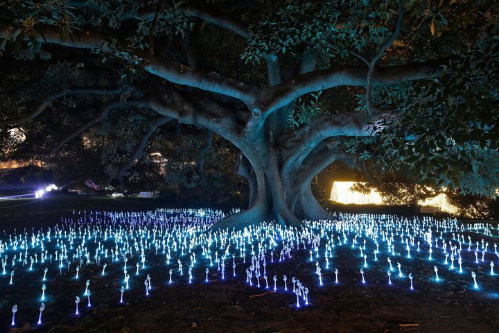 Keeping tree huggers at bay... a tree is illuminated at the 'Garden of Light' display.