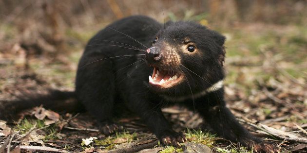 Tasmanian devils are endangered due to a cancer that has been sweeping through the wild population, but a newly discovered colony offers hope the species can be saved.