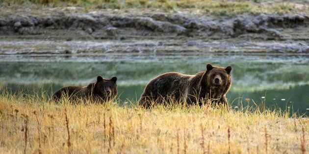 Grizzly bears in Yellowstone National Park, one of several World Heritage sites under threat from climate change.