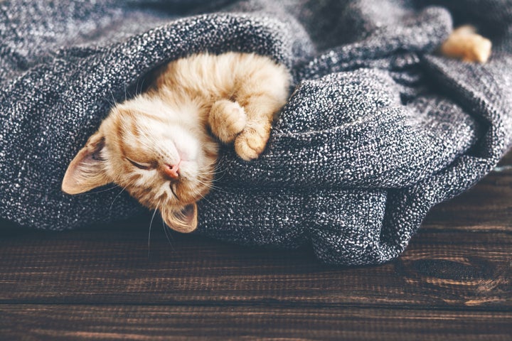 This kitty has the right idea for winter.