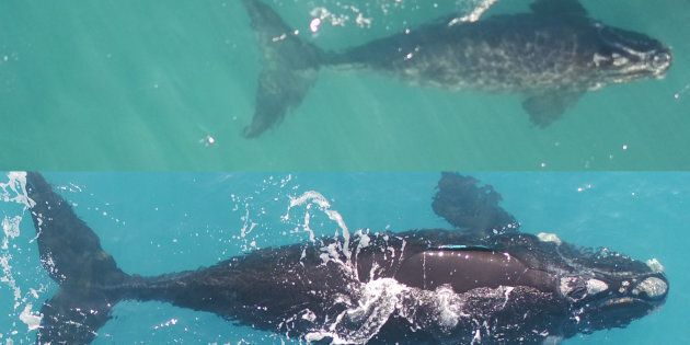 For the first time southern right whales have been snapped by drones.