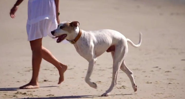 "That dog has the perfect amount of legs," Matty probably thought to himself.