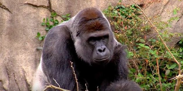Harambe the gorilla was shot dead at the Cincinnati Zoo on Saturday after grabbing and dragging a 4-year-old boy.