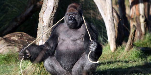 Kumbuka, a male western lowland gorilla, at London Zoo