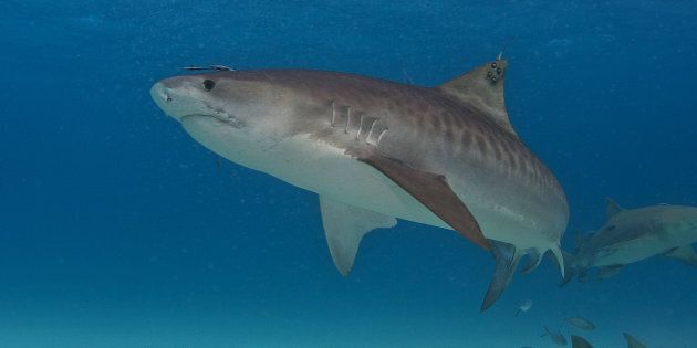 A tiger shark with a satellite tag on its dorsal fin.
