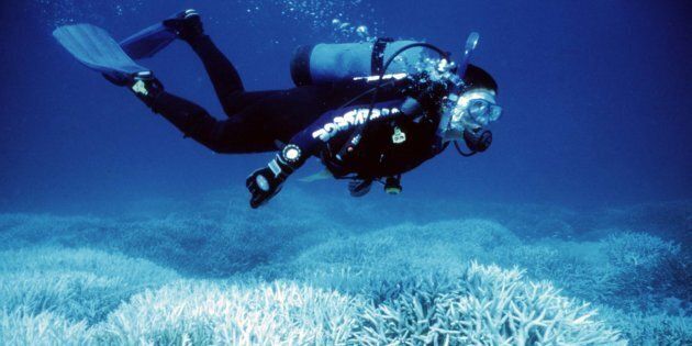 Marine activist Suzanne Kavanagh swims above coral bleaching on the Great Barrier Reef.