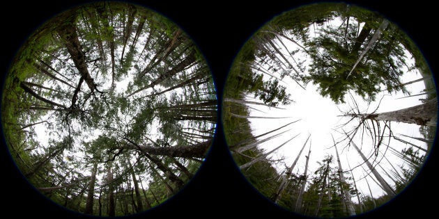 Yellow cedar trees are shown in abundance in Glacier Bay National Park, left. The image on the right, south of the park in the Tongass National Forest, reveals the impact climate change on this tree.