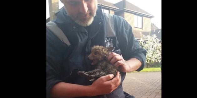 Baby fox rescue