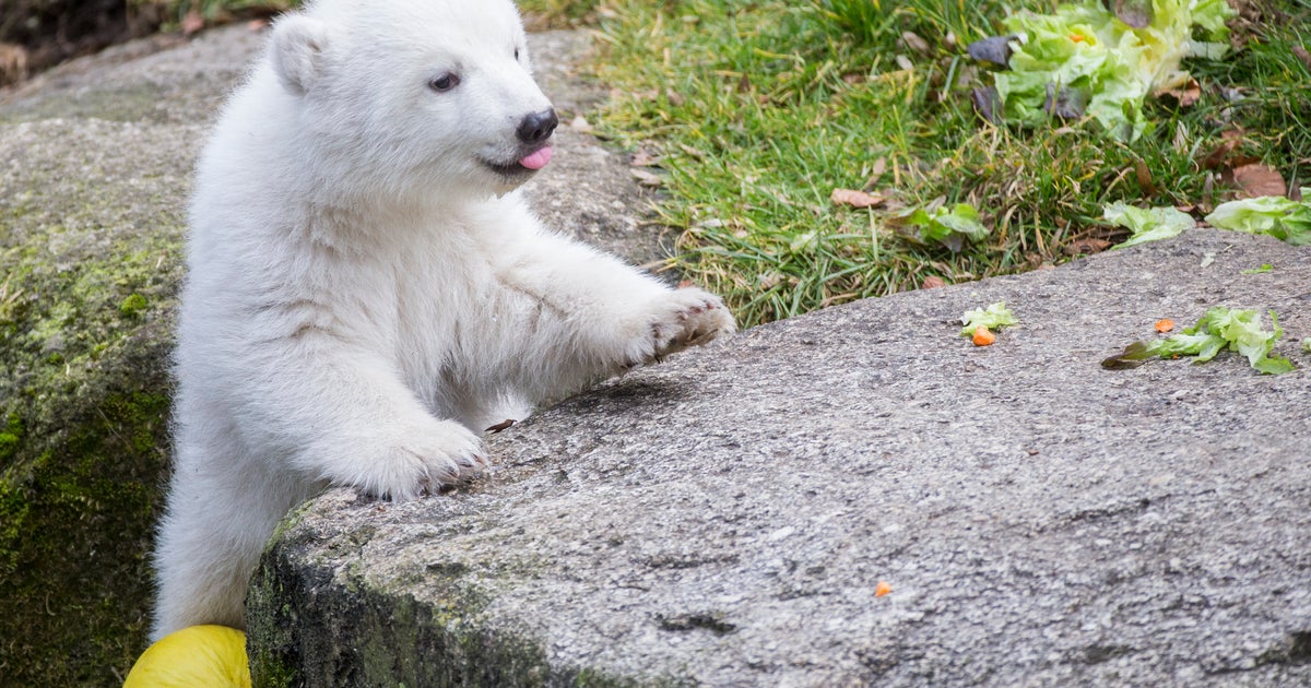 Белых мало фото Baby Polar Bear Mishka To Make First Public Appearance At Sea World HuffPost New