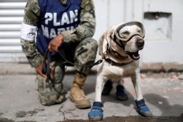 A member of the Mexican Navy stands next to a rescue dog following the deadly earthquake.