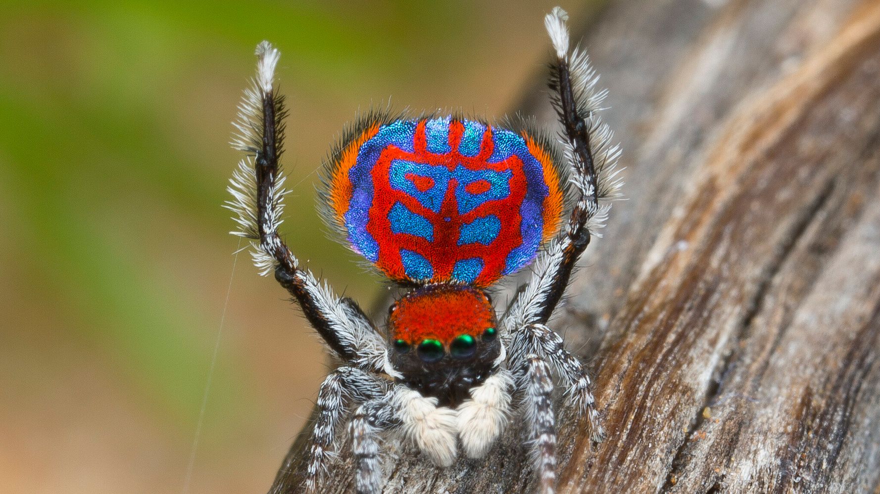 7 new species of colorful Peacock Spider join the dance party