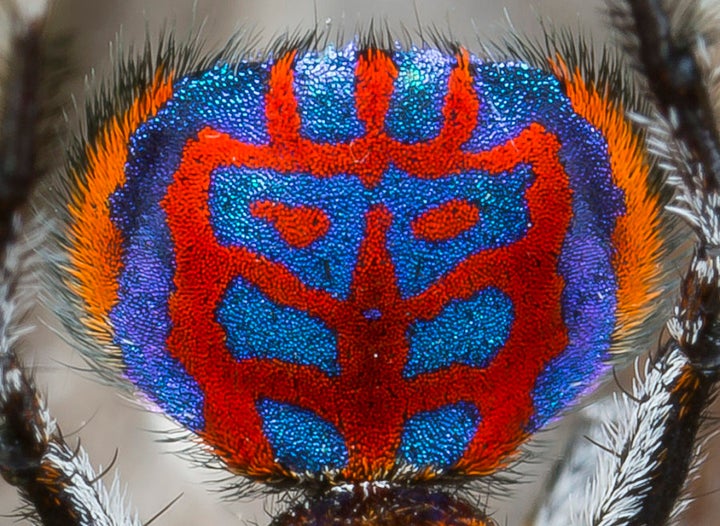 The impressive abdomen of a male 'Maratus bubo' spider.