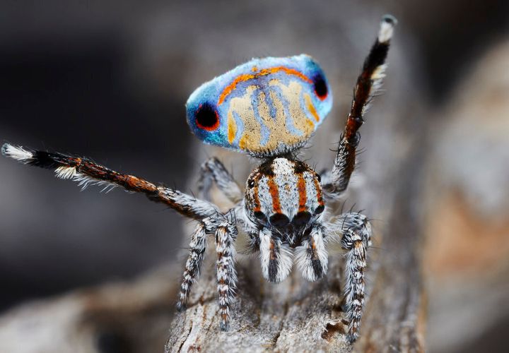 A male 'Maratus tasmanicus' spider shows off his colourful abdomen.
