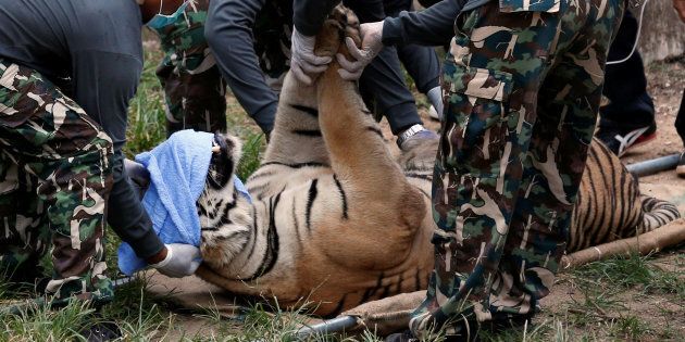 A sedated tiger is stretchered as officials start moving tigers from Thailand's controversial Tiger Temple, a popular tourist destination which has come under fire in recent years over the welfare of its big cats in Kanchanaburi province, west of Bangkok, Thailand, May 30, 2016. REUTERS/Chaiwat Subprasom TPX IMAGES OF THE DAY