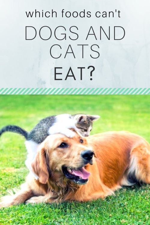 What Foods Can t Dogs And Cats Eat HuffPost Latest News