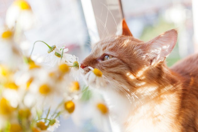 Always check before bringing potentially toxic flowers or plants in the house.