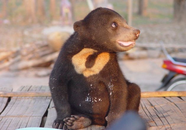 Due to their size, sun bears are often used in illegal pet trade.