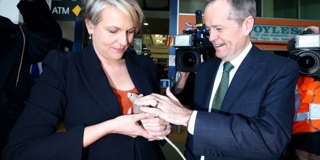 The election race becomes a rat race: Plibersek and Shorten and their rat.