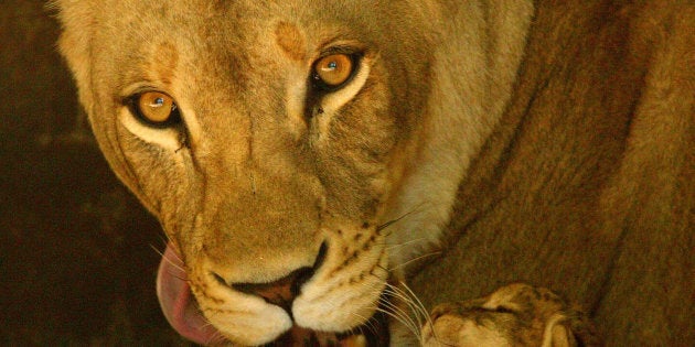 Vets were trying to determine why she was growing a mane.