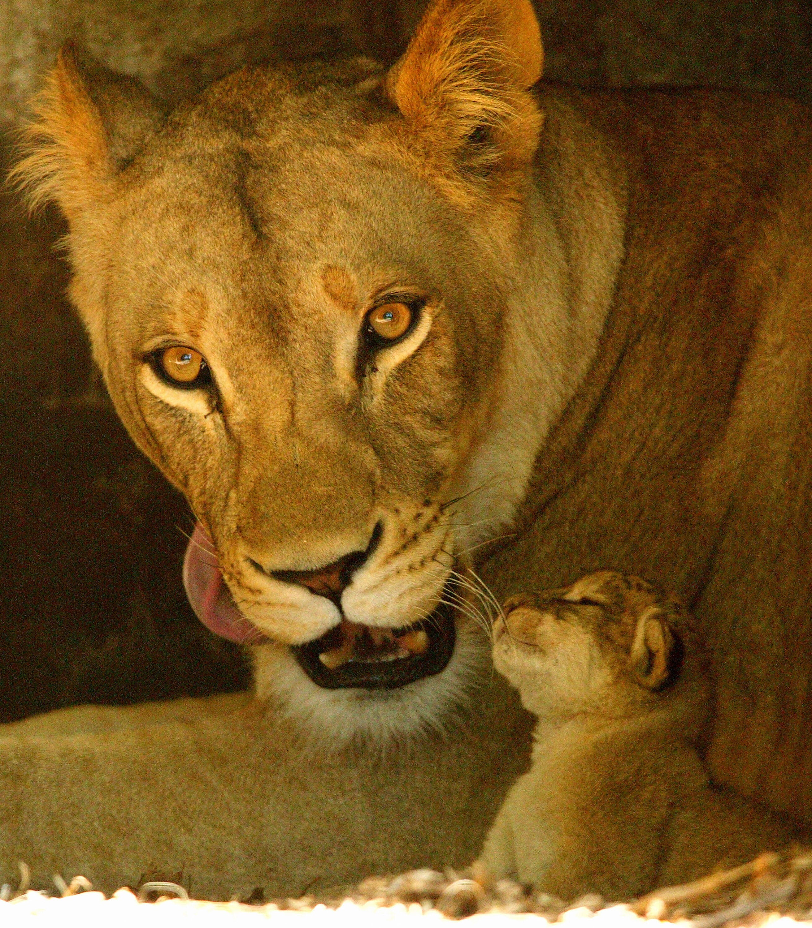 lioness with mane lioness with mane