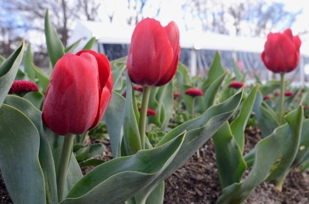 Over one million bulbs and annuals have been planted. Over 100 species of tulips.