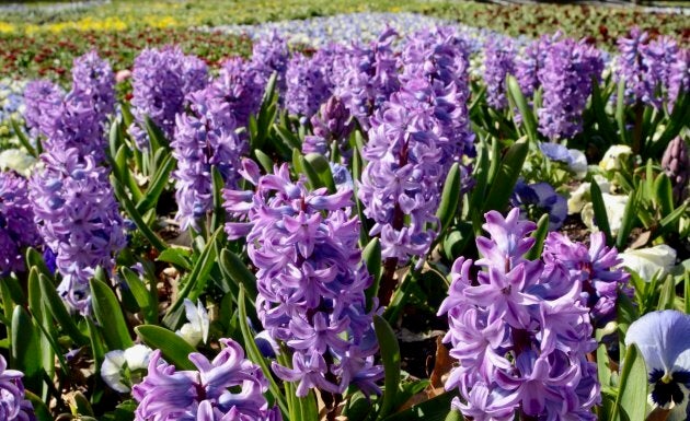 The hyacinths are blooming.