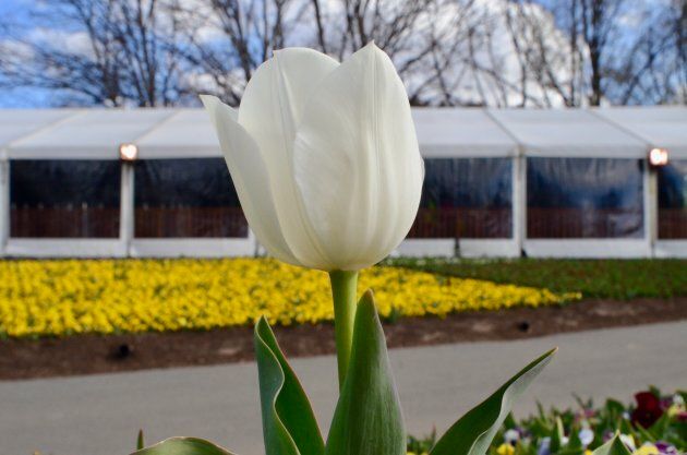 An early tulip pops up for Floriade.