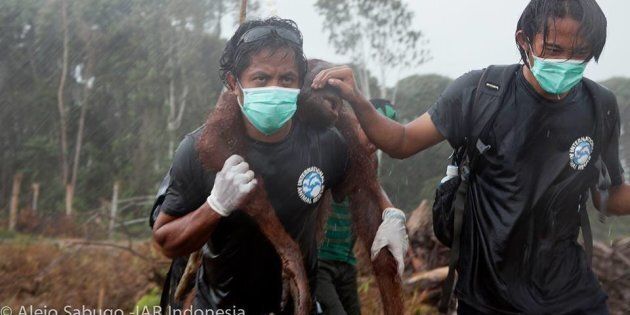 Animal rescuers Syifa Sidik and Argitoe Ranting were called “truly real life heroes” by International Animal Rescue. 
