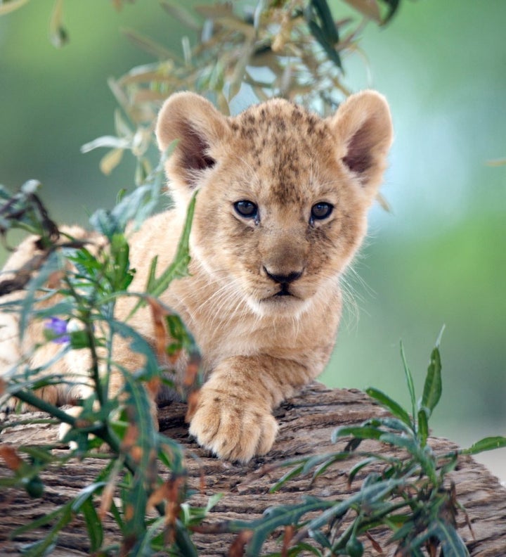 Kubwa at two months old.