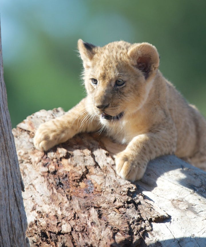 Kito at two months of age.