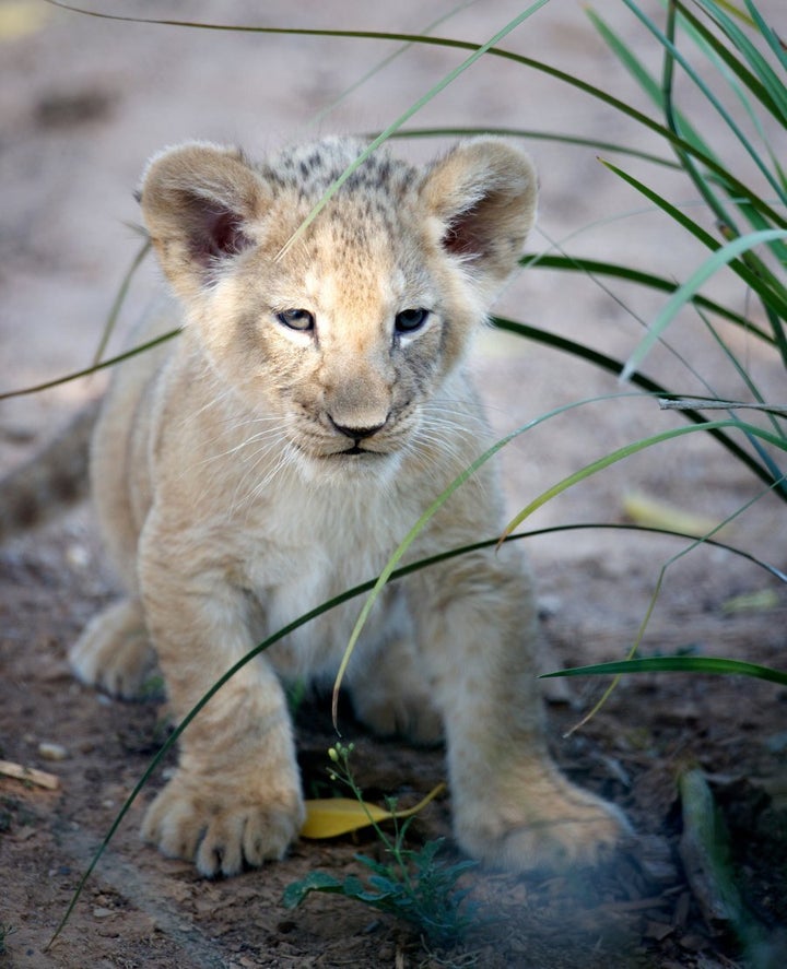 Kashka two months old.