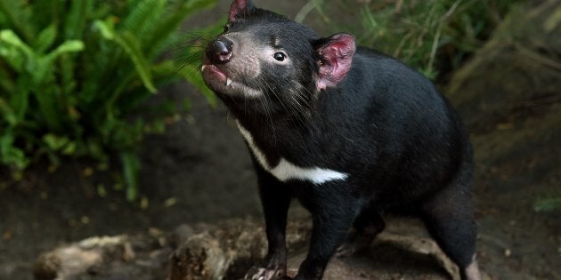 Tasmanian devils have been afflicted by a contagious, lethal face cancer.