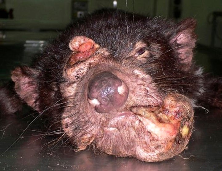 The devastating effect of an infected Tasmanian devil.