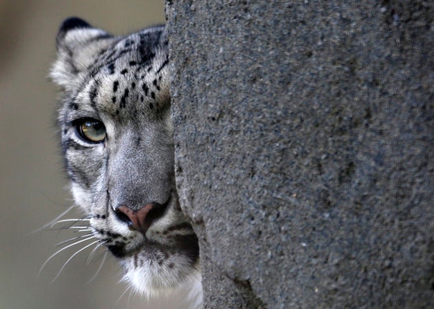 Still not safe -- poaching and the hunting of the snow leopard's prey is still a threat to the elegant cats.