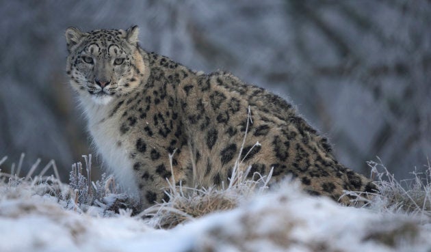 Because they don't hang out in groups, there's no word for a group of snow leopards.