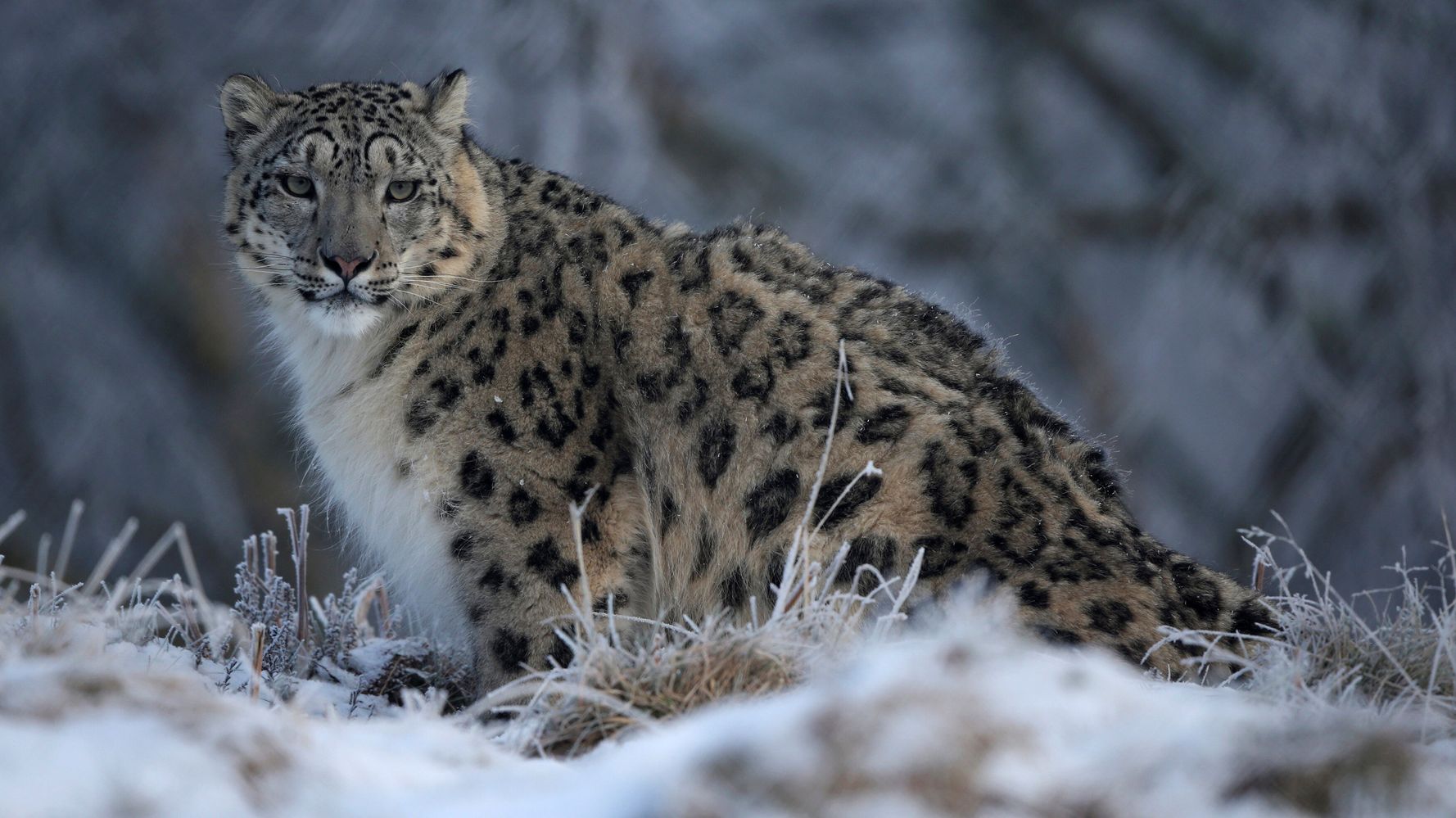 The Snow Leopard's Shift from “Endangered” to “Vulnerable”: Explained