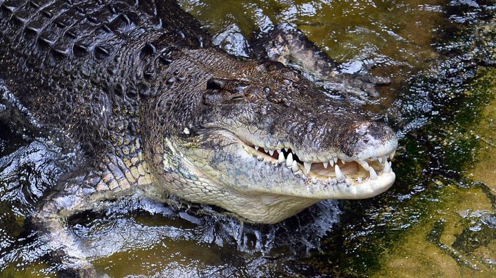 Human remains were found inside a saltwater crocodile caught in Queensland.