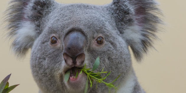 The koala took a wild ride.