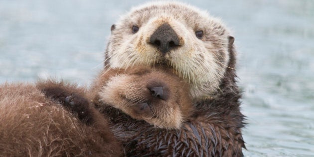 Female Sea Otter Holding Newborn Pup Out Of Water, Prince William Sound, Southcentral Alaska, Winter