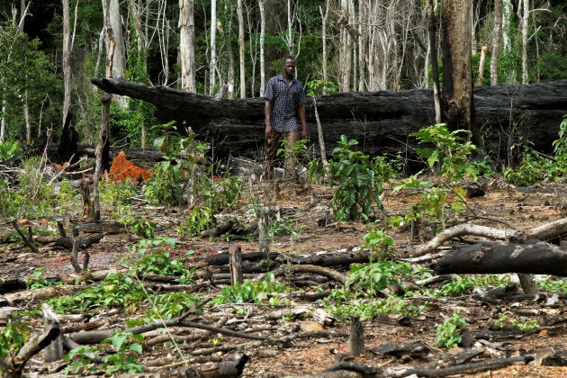 Ivory Coast's forest management authority has been clearing illegal cocoa plantations.