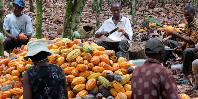 Cocoa farmers have moved into parks and reserves.